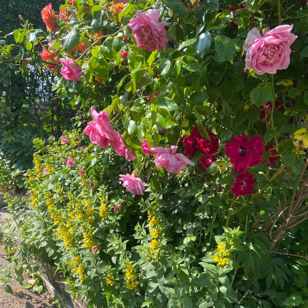 Meet your Posher, Rose